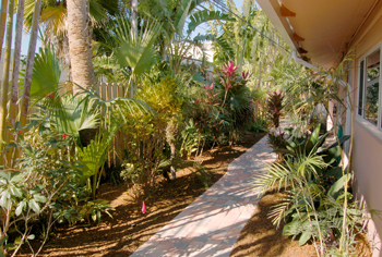 plant installation landscape design fort lauderdale